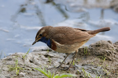 Blauboarstke - Blauwborst - Luscinia svecica