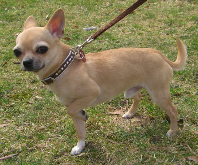 Chihuahua