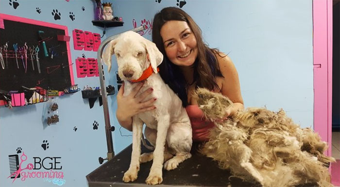 Dog Groomer Opened Her Shop In Middle Of The Night To Give A Stray Dog A Haircut