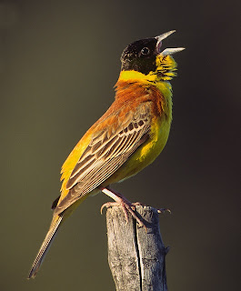 Black-headed_Bunting