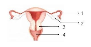 38. Bagian yang berfungsi sebagai tempat terjadinya fertilisasi ditunjuk oleh nomor ....