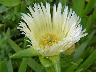 Griffe de sorcière - Figue de mer - Doigts de sorcières - Griffes de sorcières - Doigt de fée - Figue des Hottentots - Carpobrotus acinaciformis - Carpobrotus edulis