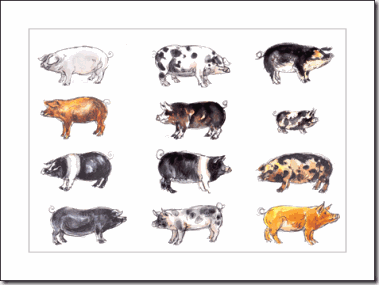 Breeds-of-pigs-bg