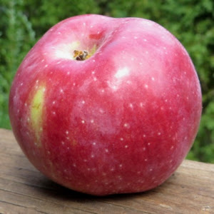 A ribbed Macoun apple