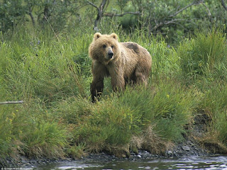 Bear on the River Side Images