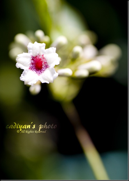D700_2012-07-19_002