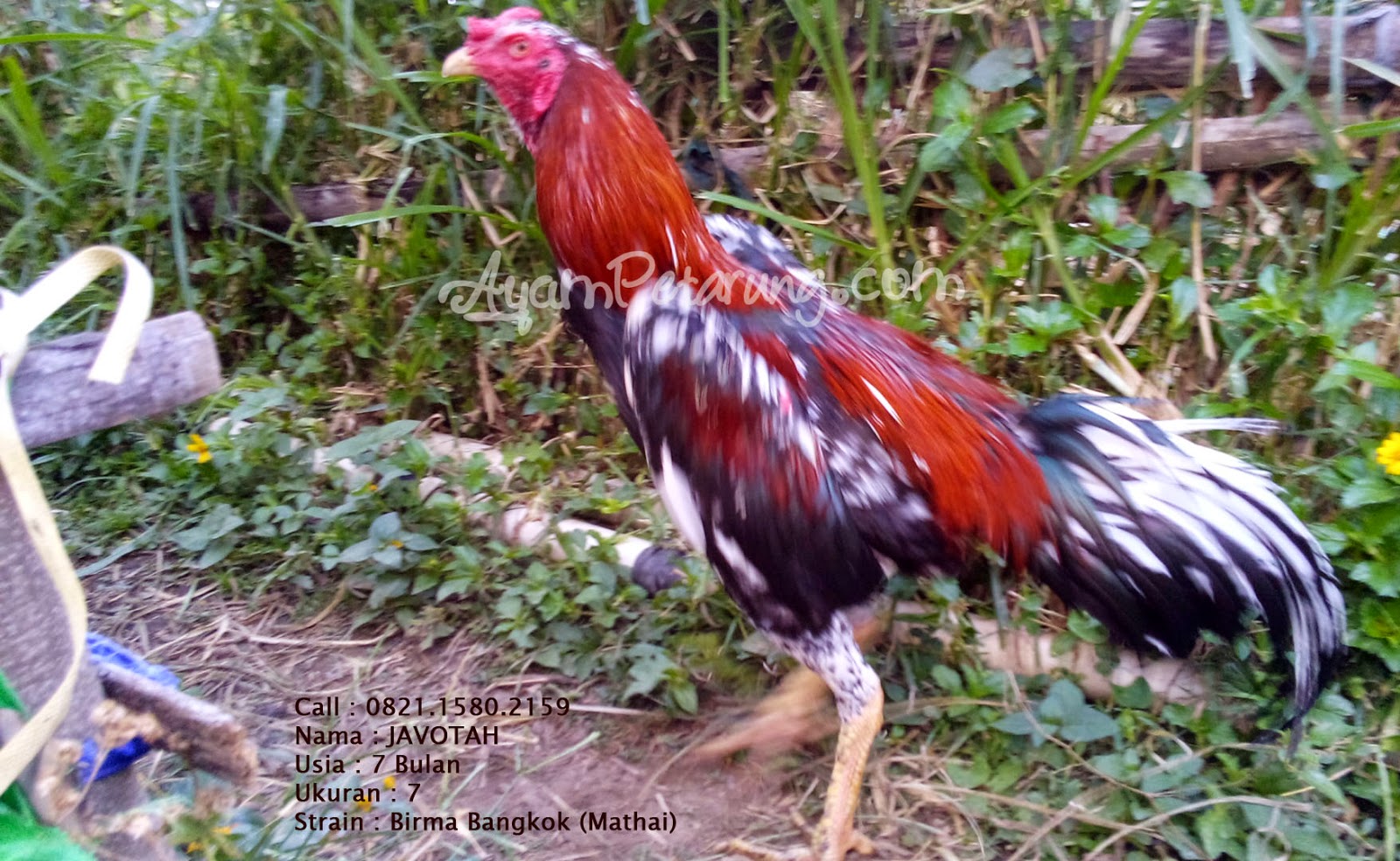  Gambar  Ayam  Aduan Birma  Gambar  FGH