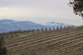 Vineyards of Corte Sant'Alda