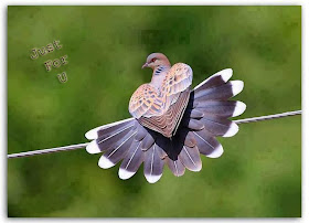 lovely dove image