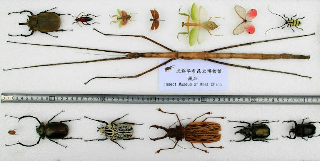 Tamaño del insecto Phryganistria chinensis