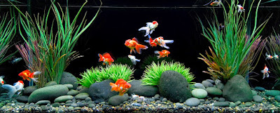 Image result for Ikan koki diam di dasar akuarium