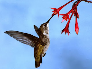 5 Cara Menaklukkan Algoritma Google Hummingbird!