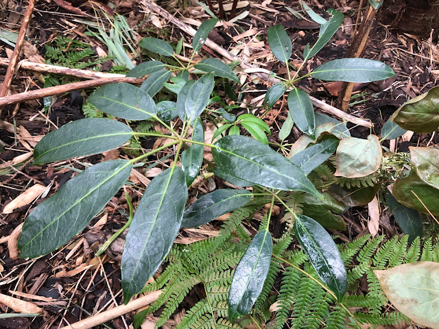 schefflera alpina