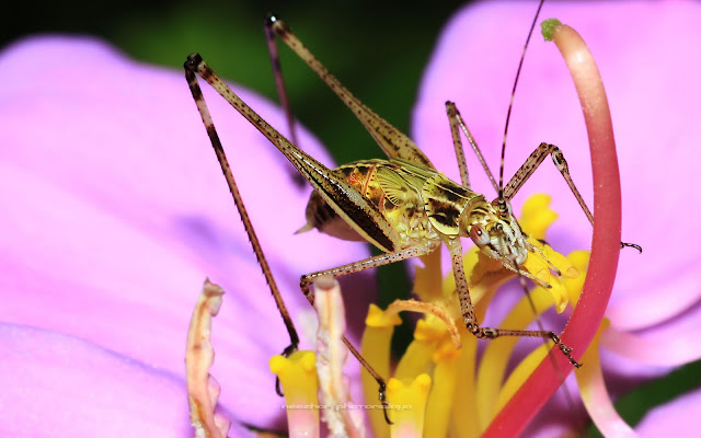 Brown white Grasshopper