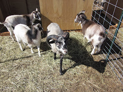 Our Sheep