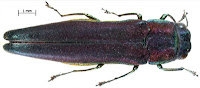 http://sciencythoughts.blogspot.co.uk/2012/12/six-new-species-of-jewel-beetle-from.html