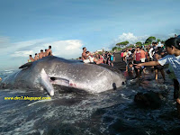 HEBOH! Mahkluk Selfie Mengerubuti Bangkai Ikan Paus Besar Di Klungkung - Bali