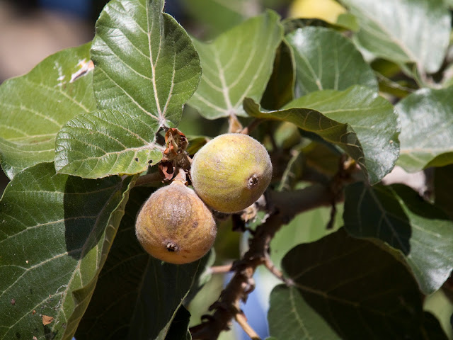 Ficus sycomorus meyveleri