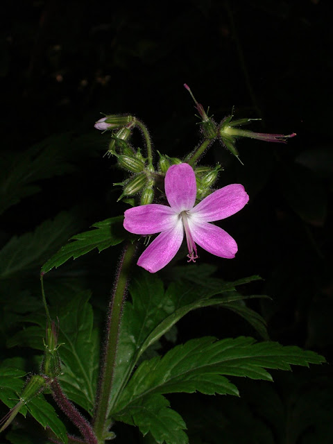 Geranium reuteri 01