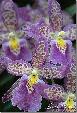 FPC_Orchids_Lilac2
