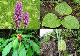 हिमाचल प्रदेश में 57 औषधीय पौधों के लिए खतरा