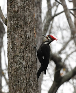 Pileated Woodpecker at Audubon's Francis Beidler Forest by Mark Musselman