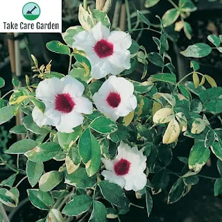 How to Grow and Care for Pandorea Jasminoides (Bower Vine)