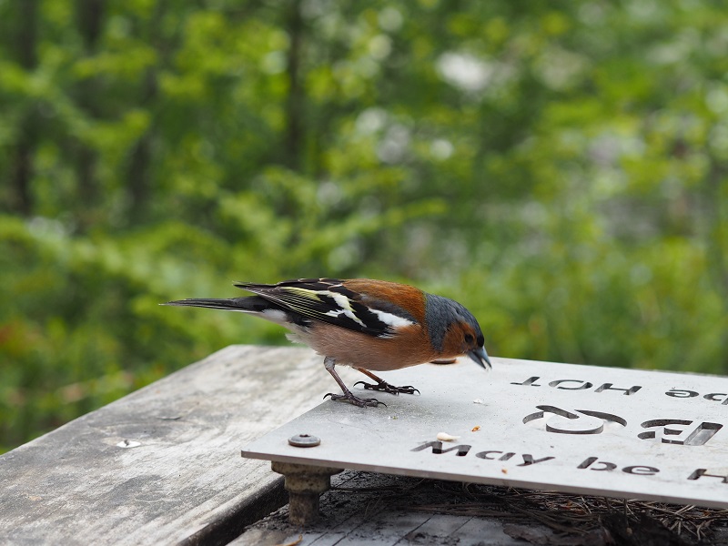 A chaffinch joins us for lunch on a picnic bench at Dog Falls, day 2 of the AKW