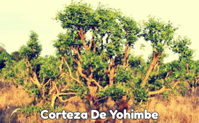 Yohimbe-Bark