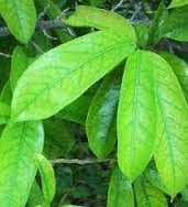 Obat tradisional infeksi saluran kemih Cara Obat tradisional infeksi saluran kemih Cara