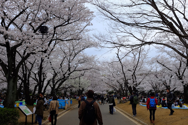 Hanami Sakura Yoyogi Park Shibuya 渋谷 代々木公園花見