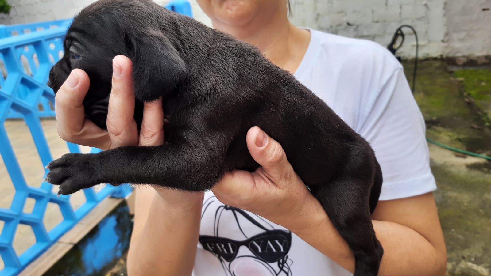 FILA BRASILEIRO - CANIL DOURADOS DO SOL - SÃO SEBASTIÃO / SP: FILHOTES DE FILA  BRASILEIRO 20 DIAS - CANIL DOURADOS DO SOL - URION E LISSA - NOVEMBRO DE  2015