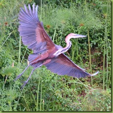 A goliath heron