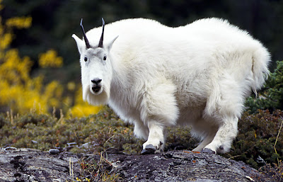 Image Mountain Goat