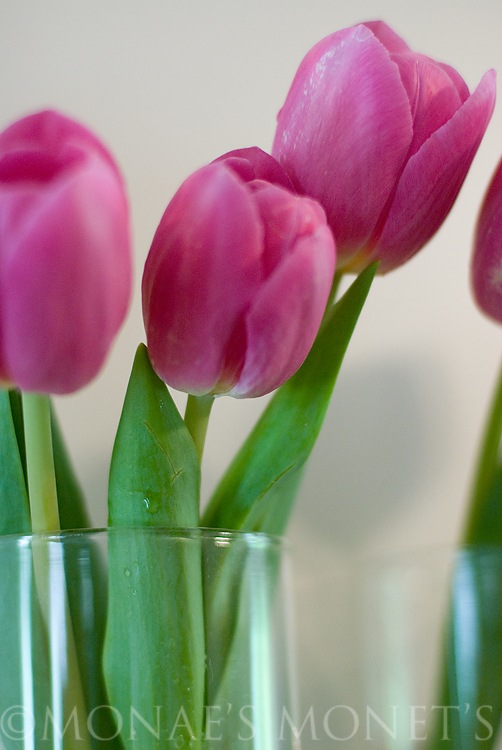 Tulips in vase 1