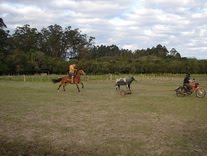 Cancha para treino de tiro de laço com vaca mecânica