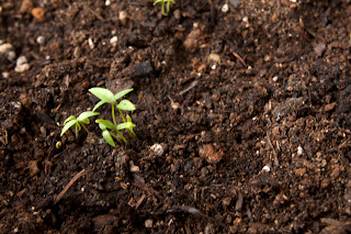 Parsley seedlings 2 days after germination