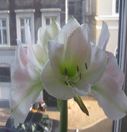 blomst