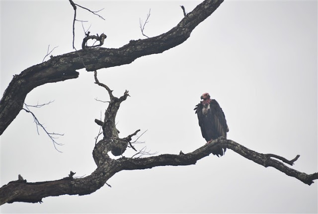 safari Bandhavgarh National Park and Tiger Reserve