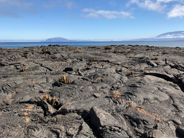 Isla Fernandina, Islas Galápagos