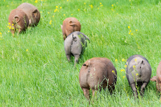 pigs in a pasture with only the rear end with curly tails visible