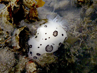 Funeral nudibranch (Jorunna funebris)