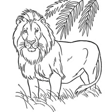 The American Lion Coloring Pages