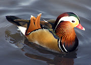 I wish I could say I had a beautiful Mandarin duck in my home. (mandarin)