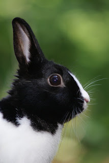 Black and white rabbit.