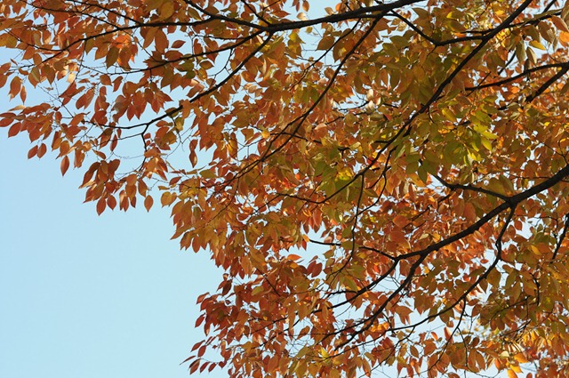 AutumnLeaves-1