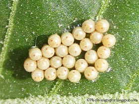 Small Milkweed Bug Eggs