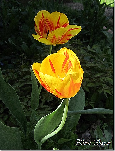 Tulip_Yellow2_Orange