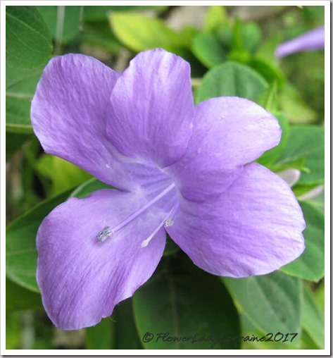 10-25-philippine-violet 10-25-philippine-violet