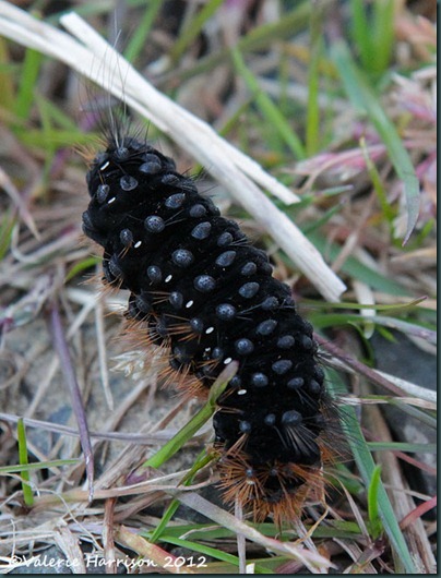 7 Garden tiger caterpillar minus hairs